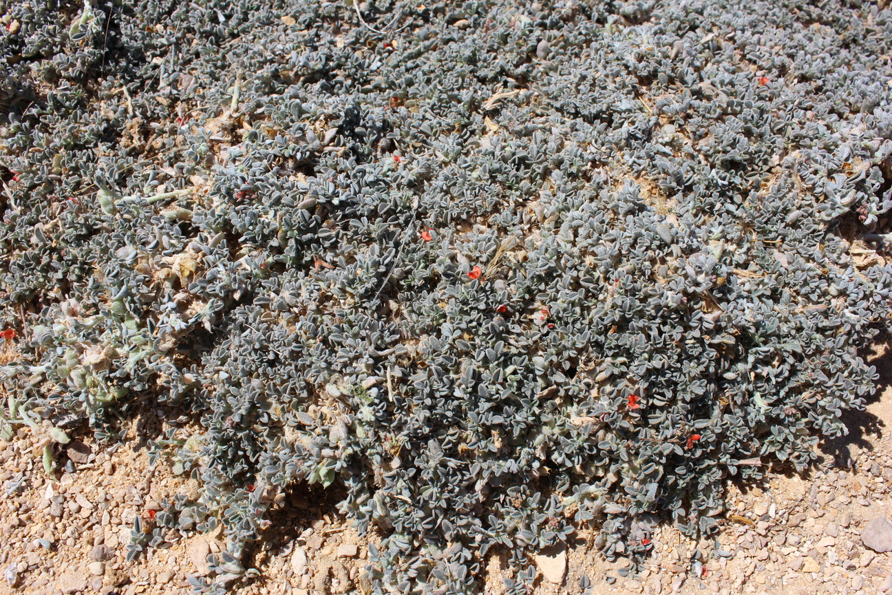 Plant Image